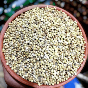 Dhania(دھنیا)